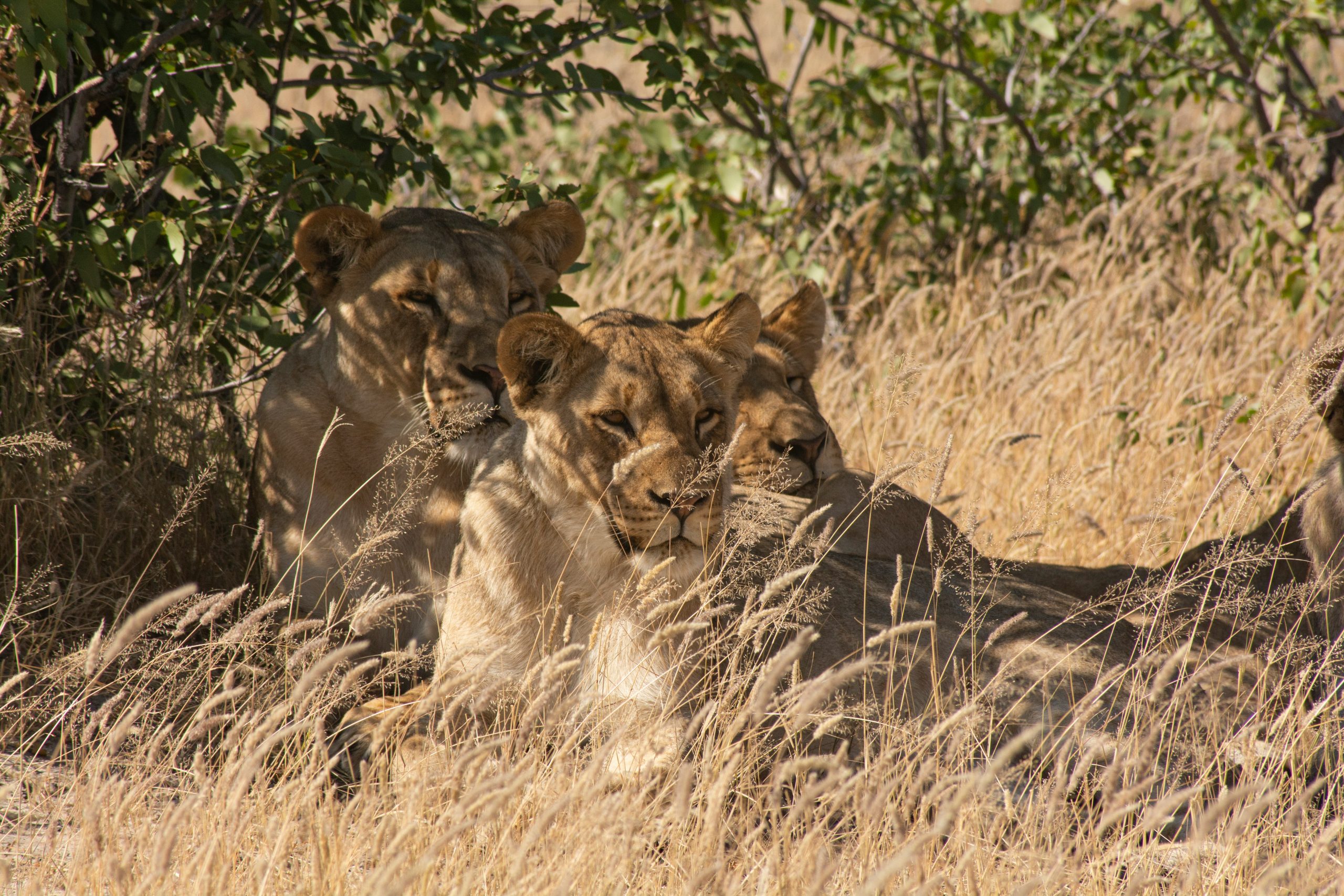 leone etosha national park